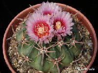 Echinocactus texensis ©JLcoll.1150.JPG